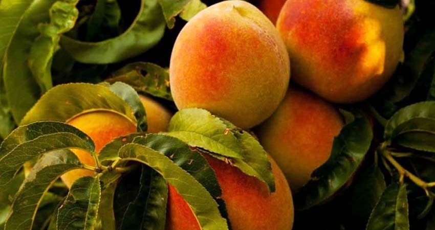 EU en alerta por duraznos contaminados de salmonela; hay 78 casos