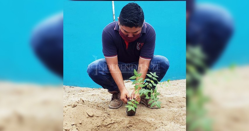 Continúa el programa de reforestación con acciones en diferentes puntos de La Paz