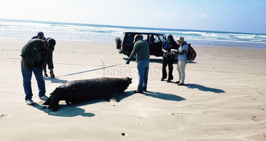 Confirma PROFEPA mortandad de Lobos Marinos en BCS: “no parece pesca incidental”