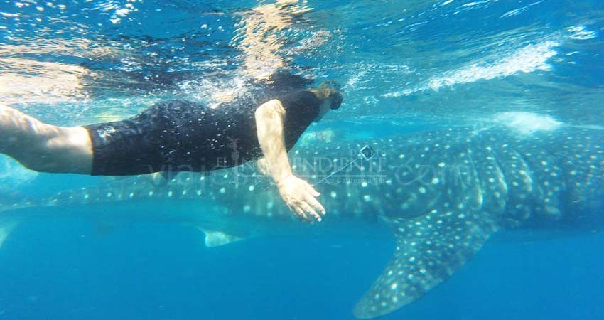 Nadar con tiburón ballena, sin permiso, puede acarrear multas por 4 mdp