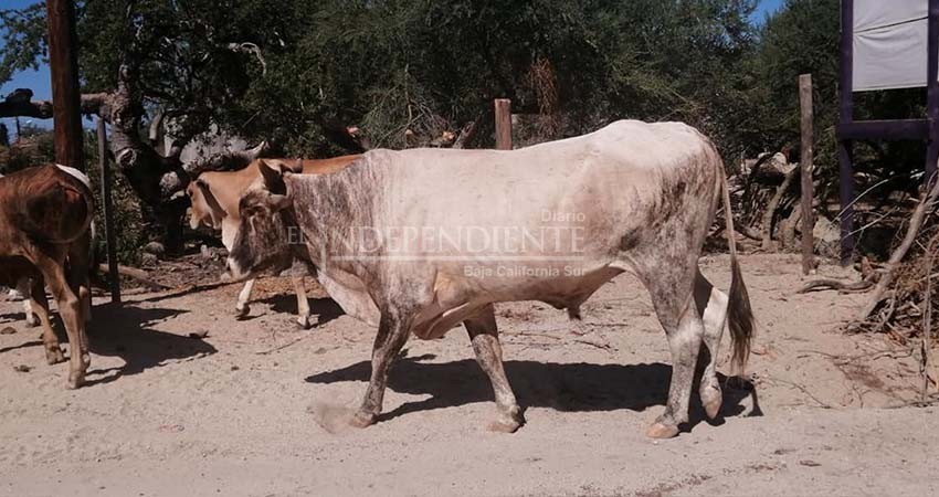 Por falta de certificaciones sanitarias, los becerros de BCS no se exportan