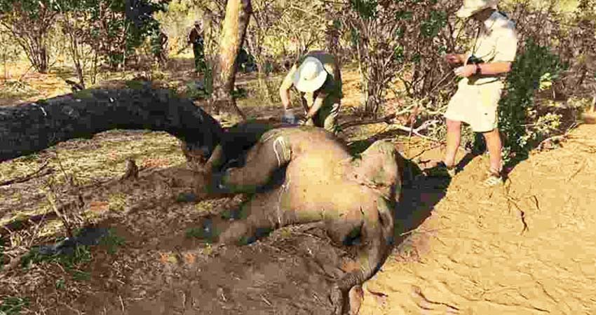 Bacteria está matando a los elefantes en Zimbabue; van 34