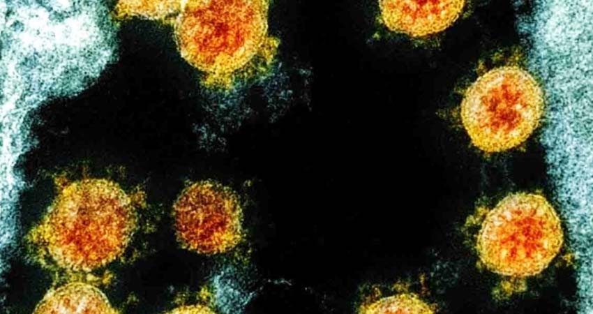 Encuentran molécula que podría 'destruir' al coronavirus