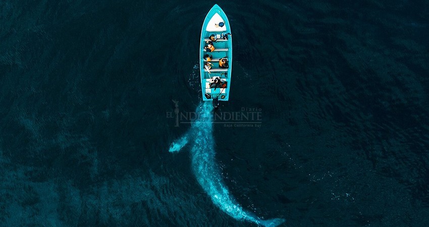 Foto de ballena en Puerto Adolfo López Mateos ganó los Drone Awards 2020