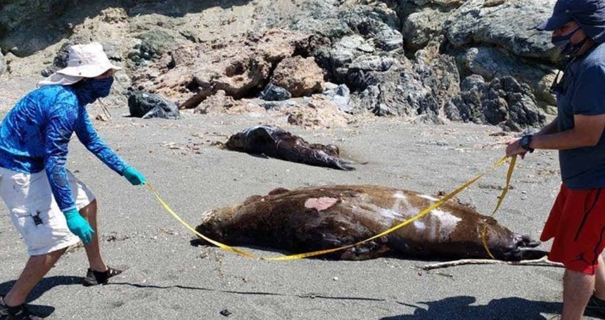 Muerte de 137 lobos marinos en BCS fue causada por la Marea Roja