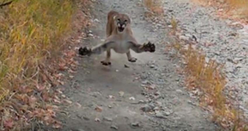 Puma intenta atacar a hombre durante excursión; video es viral