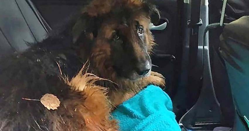 Perrito escapa de su tumba; dueños lo habían enterrado vivo