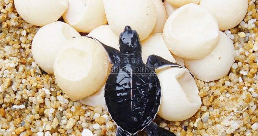 Pena de prisión por caza o saqueo de huevos de tortuga es elevada, advierten