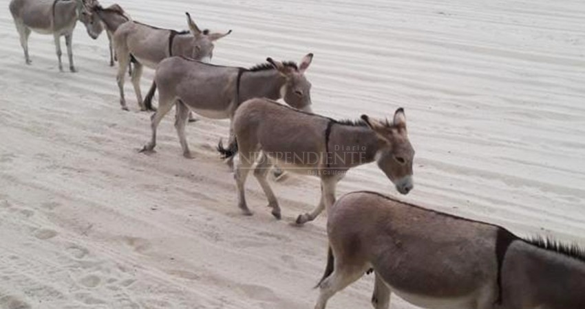 Persiste problema de ganado deambulando en zonas de playa