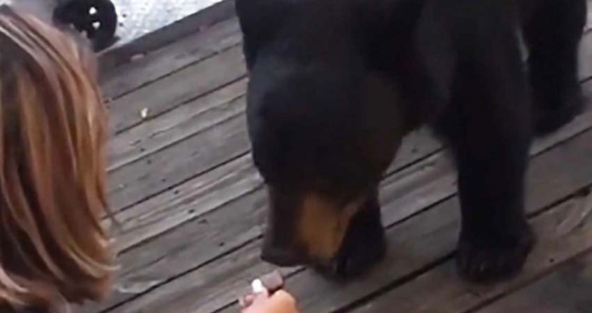 Joven alimenta a oso, recibiría 6 meses de cárcel como castigo