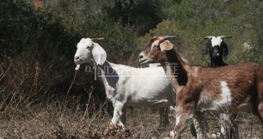 Productores en BCS no ven solución al problema de robo de ganado