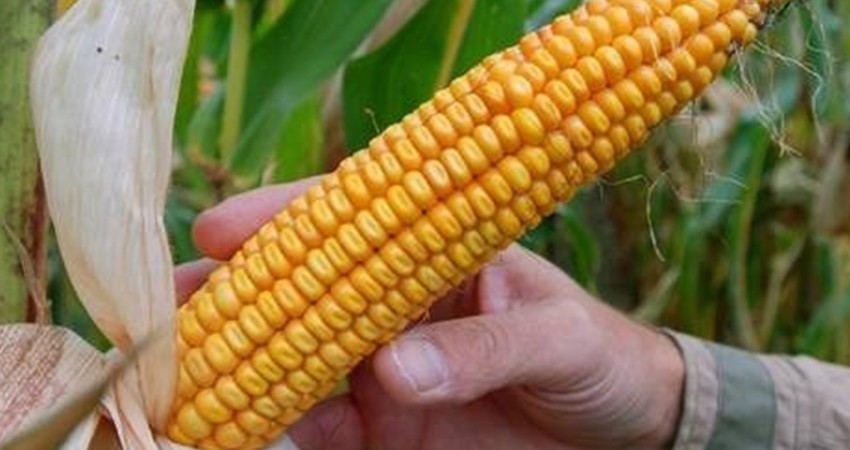 ASF: incierto destino de los subsidios de Segalmex