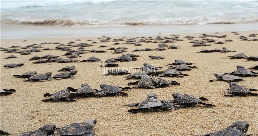Tras 20 años, cierra campamento tortuguero en SJC: culpan al director municipal de Ecología