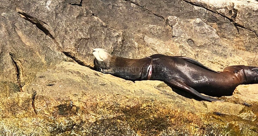 Triste y mal herido lobo marino en CSL espera ser atendido por autoridades