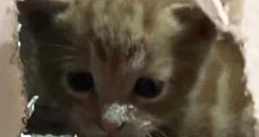 Bomberos usan alta tecnología para rescatar a... gatito