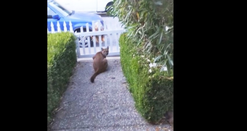 Puma acecha a niños en vecinario de California; es grabado