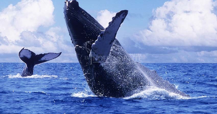 Estiman baja en el avistamiento de ballenas por pandemia