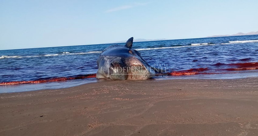 Cadáver de ballena se descompone frente a La Paz, pese a esfuerzos de Profepa