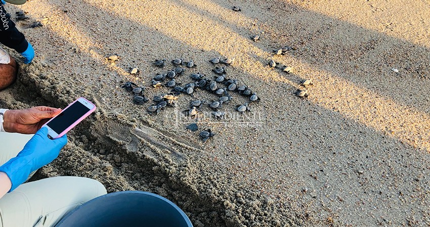 Ante falta de apoyos, protectores de tortugas piden dinero a la comunidad