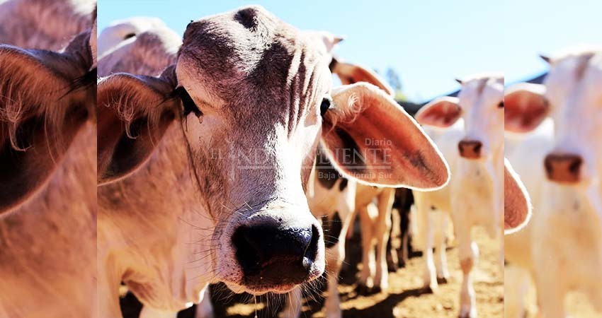 Siguen acumulándose denuncias por robo de ganado en BCS