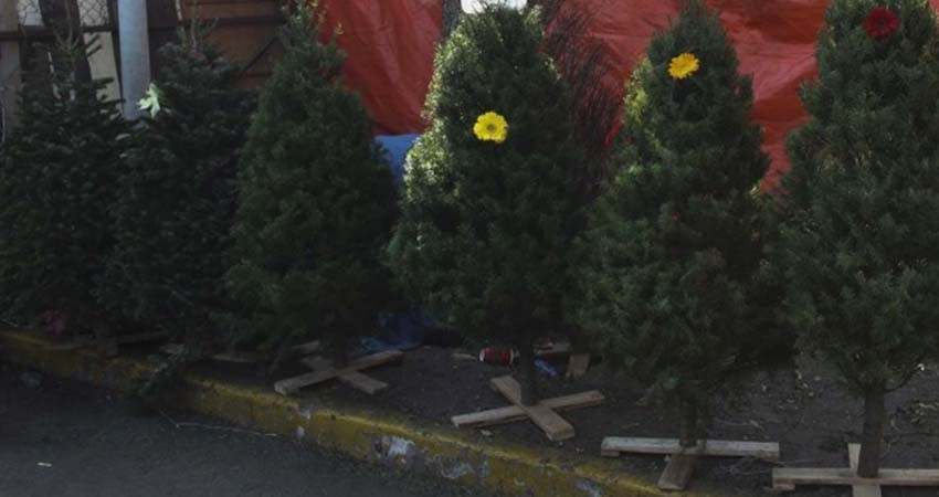 Dan paso a árboles de navidad importados debido a falta de recursos para realizar operativos