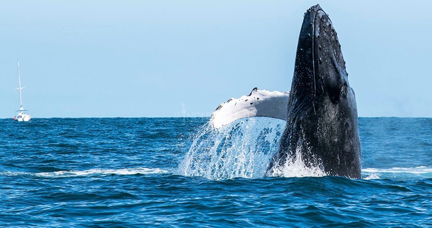 Entre cinco mil y ocho mil ballenas visitan costas de BCS cada año