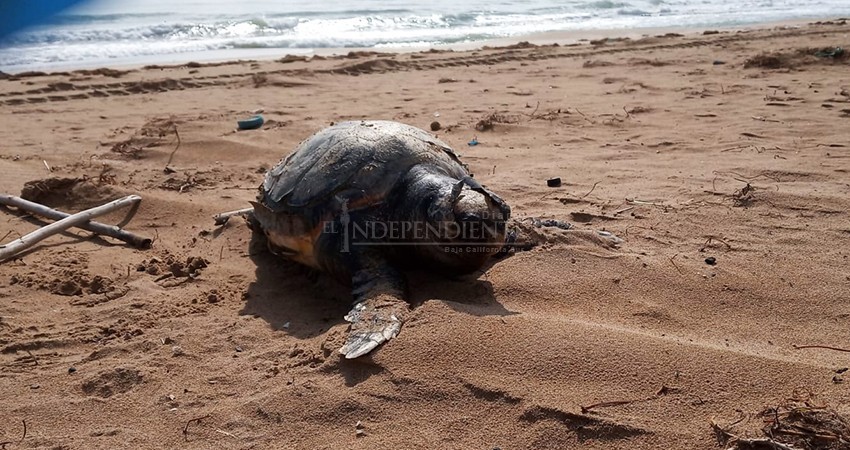 Ambientalistas promueven sanciones por mortandad de caguama en el Pacífico sudcaliforniano