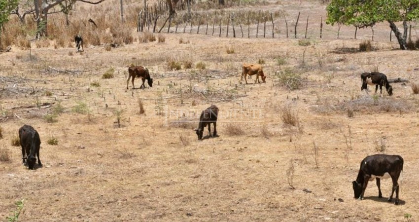 Emiten declaratoria oficial de sequía para Loreto y Comondú