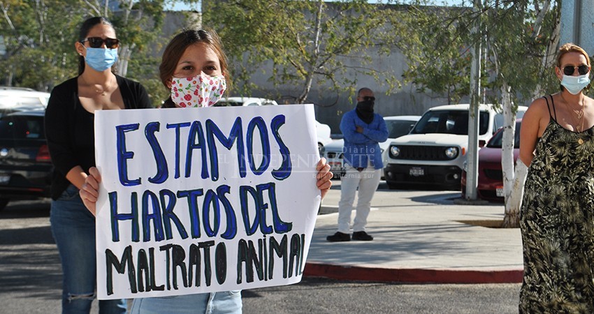 Exigen justicia para “Luna”, una perrita que fue enterrada viva