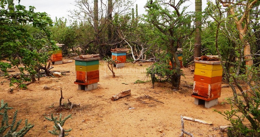 Apicultores recibirán apoyo de la Secretaría del Bienestar