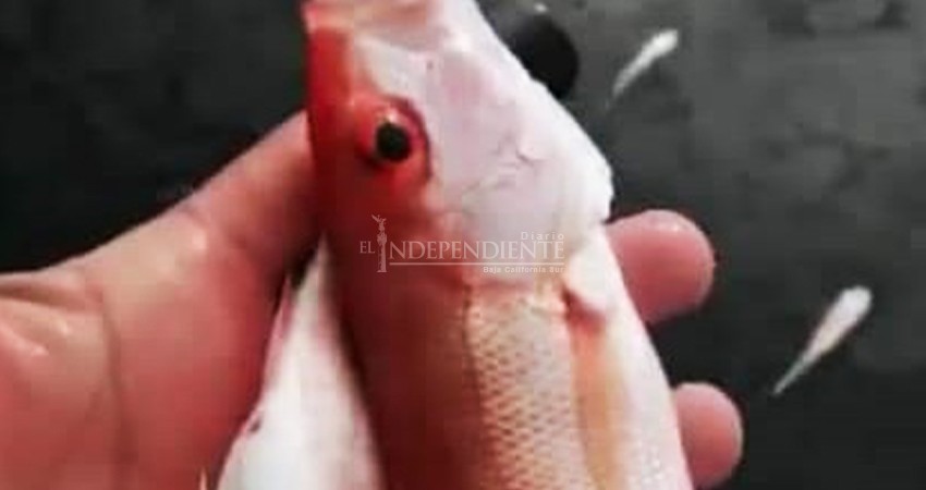 Denuncian depredación de peces atribuida a barco camaronero a pocas millas de Cabo del Este