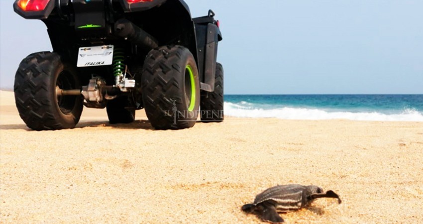 Fortalecen acciones para evitar daños a especies que anidan en zonas costeras de Cabo del Este
