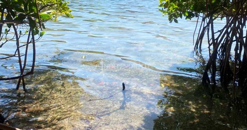 Denuncian… Obras de gasoducto de Pichilingue pasan por manglares