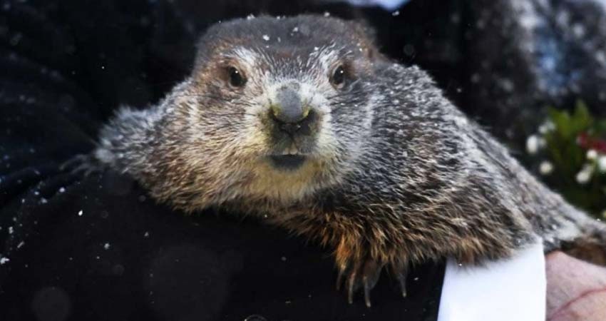 Marmota 'Phil' predice que el invierno será largo