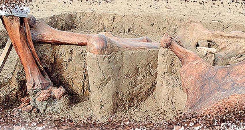 Brotan nuevos vestigios en Santa Lucía; crece a 300 la cifra de mamuts recuperados