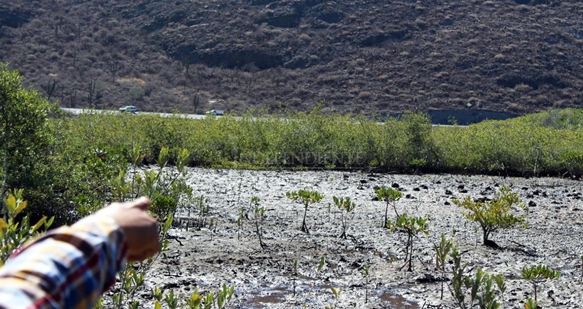 Reconoce SCT daño causado a manglares en La Paz-Pichilingue