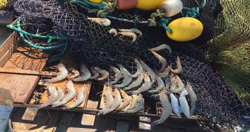 Ningún pescador del hábitat de la vaquita marina entregó sus redes prohibidas