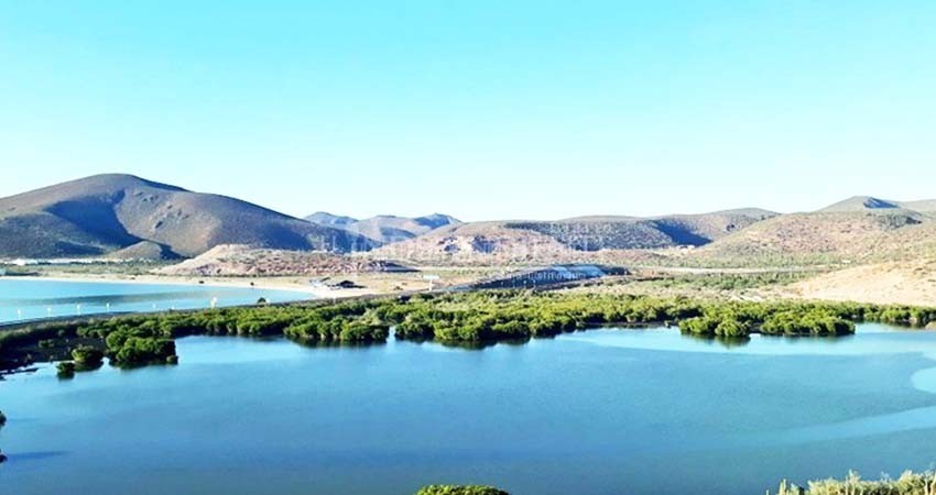 Playa Eréndira, un importante sitio de reproducción… de especies marinas: Biólogo