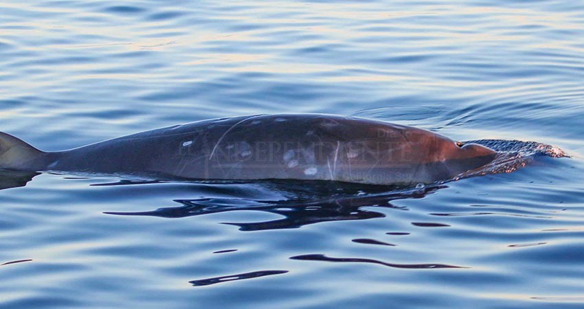 Científicos sudcalifornianos colaboran en el registro de una nueva ballena mexicana