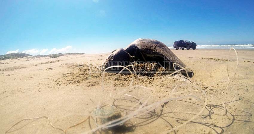 Comisión de cooperación ambiental del T-MEC revisará mortandad de caguama en BCS