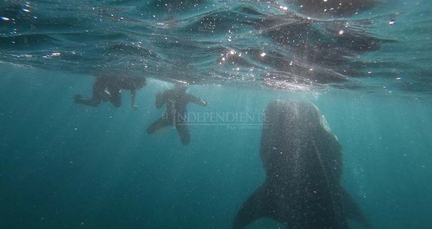 Ha caído un 90% el avistamiento de ballenas en BCS