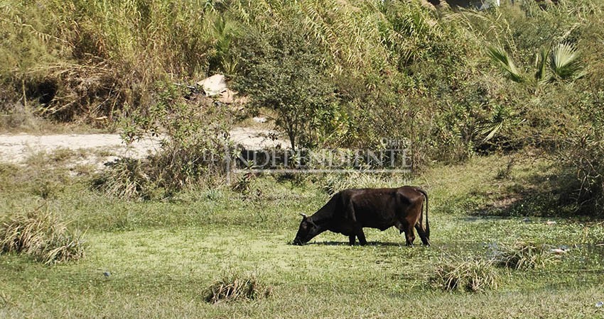 Productores de BCS siguen siendo azotados por el abigeato