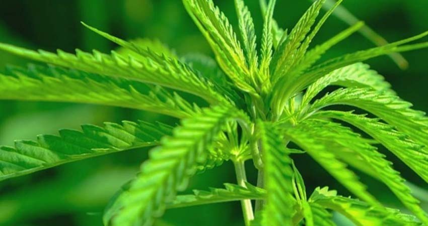 Cannabis, alternativa sustentable para materias primas
