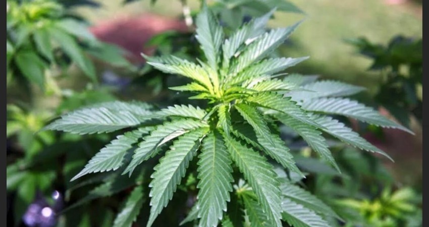 Cámara de Diputados aprueba Ley para Regular Marihuana y su uso lúdico