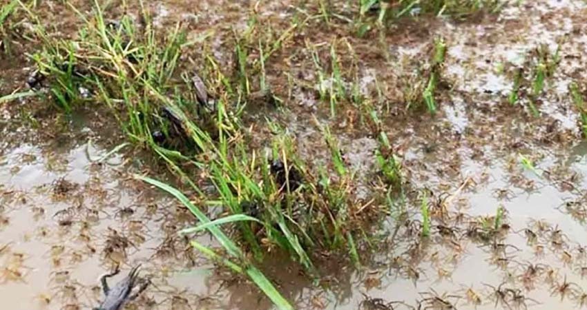 ¿Por qué millones de arañas salen de la tierra en Australia?