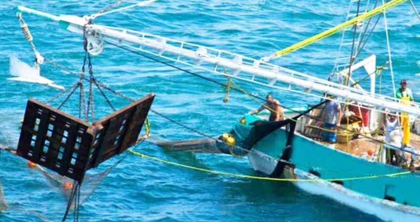 Viene embargo de EU contra camarón mexicano: Conapesca