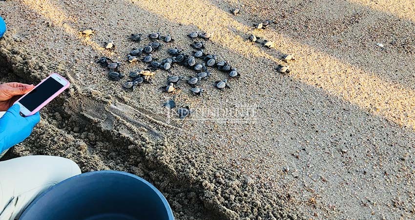 Concluye temporada de anidación de tortuga golfina con más de 350 mil crías liberadas