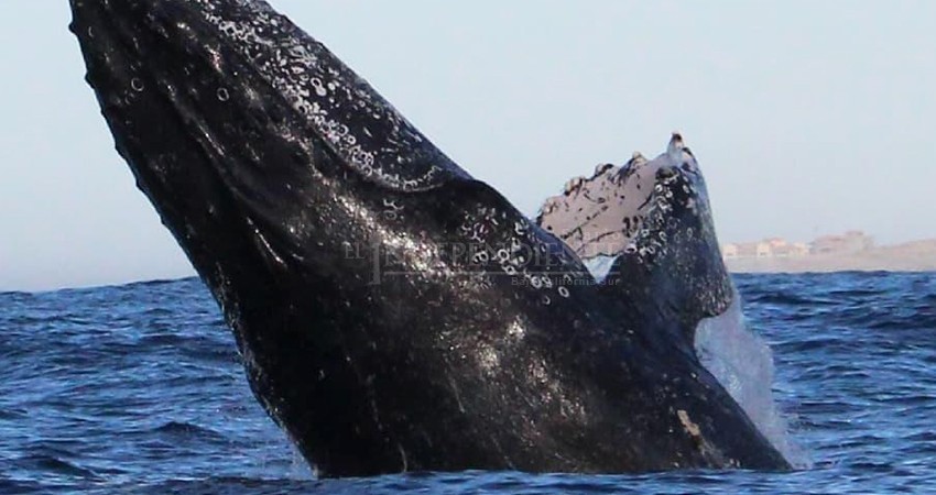 Sin grandes ganancias, concluye temporada de avistamiento de ballenas en Los Cabos