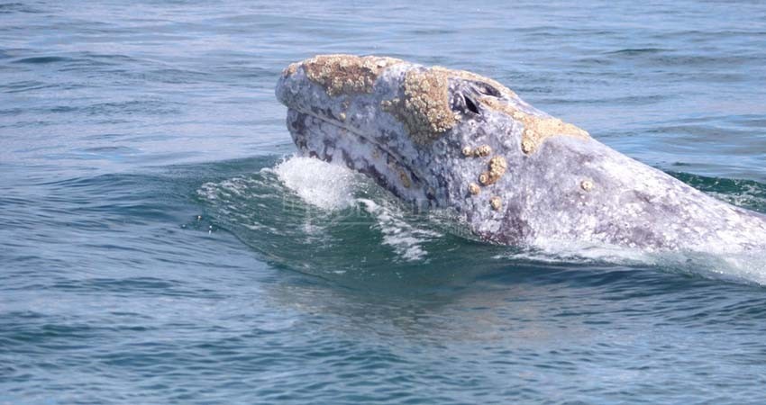 Puerto Chale, cierra con gran éxito su temporada de avistamiento de la ballena gris