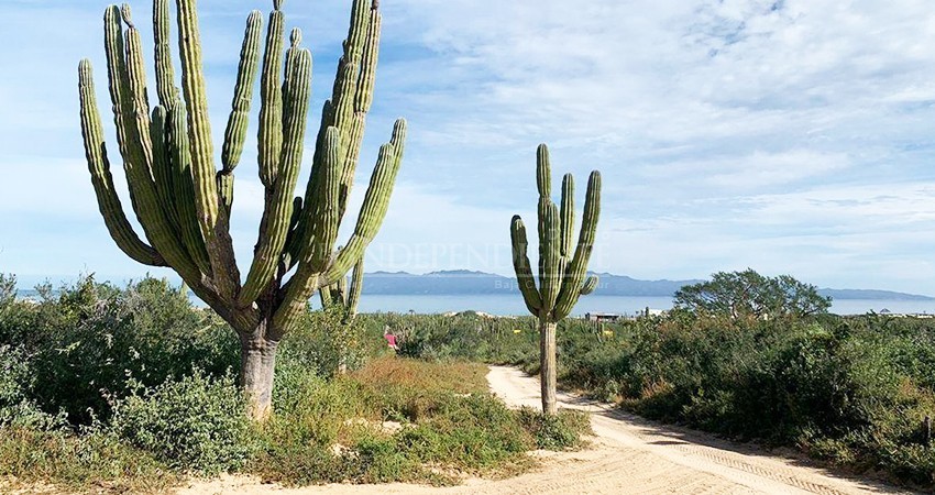 Piden ONG’s la creación de una Secretaría Estatal del Medio Ambiente